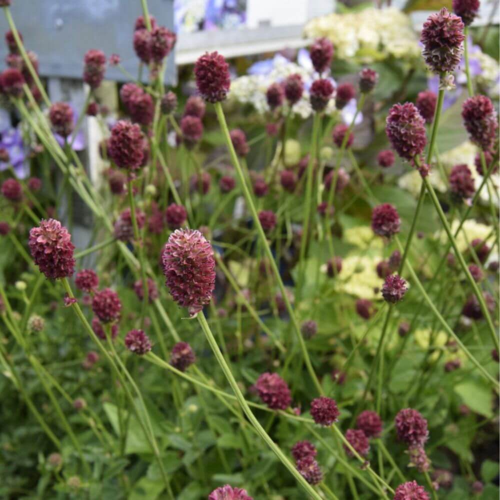 Lægekvæsurt, SANGUISORBA officinalis - 1 L Potte