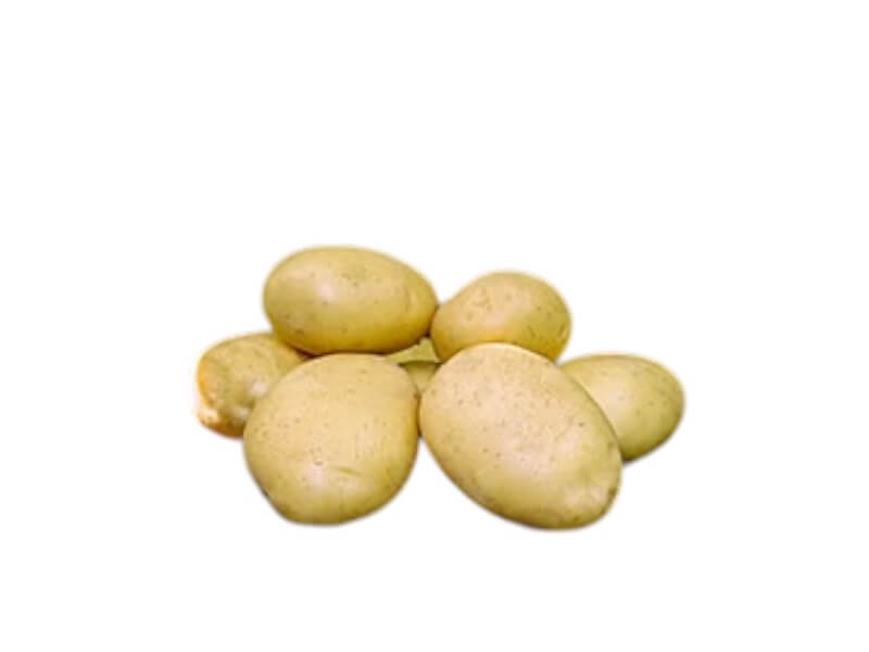 Læggekartoffel Folva 1,5 kg til haven planter.