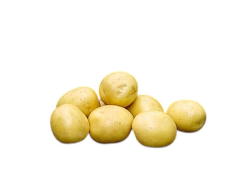 Læggekartoffel Gala 1,5 kg til haven.