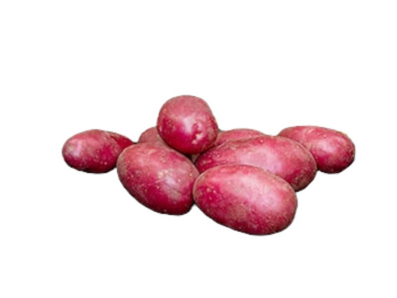 Læggekartoffel - Red Bullet 1,5 kg