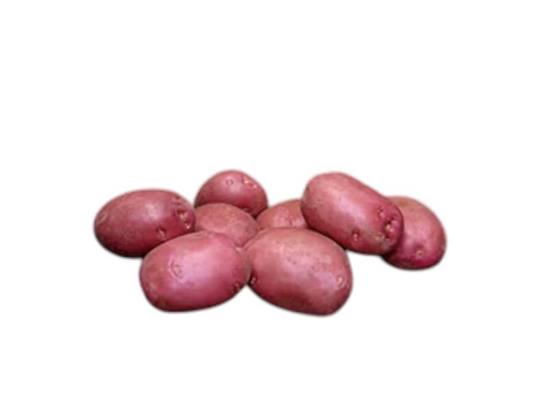 Læggekartoffel Senna 1,5 kg til havens dyrkning.