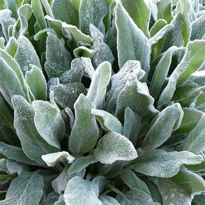 Lammeøre, STACHYS byzantina Silver Carpet - 1 L Potte