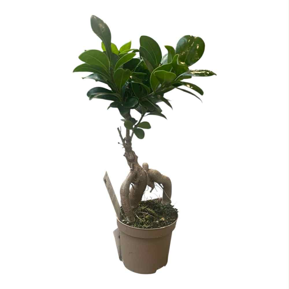 Laurbærfigen, Ficus micr. Ginseng i 9 cm potte