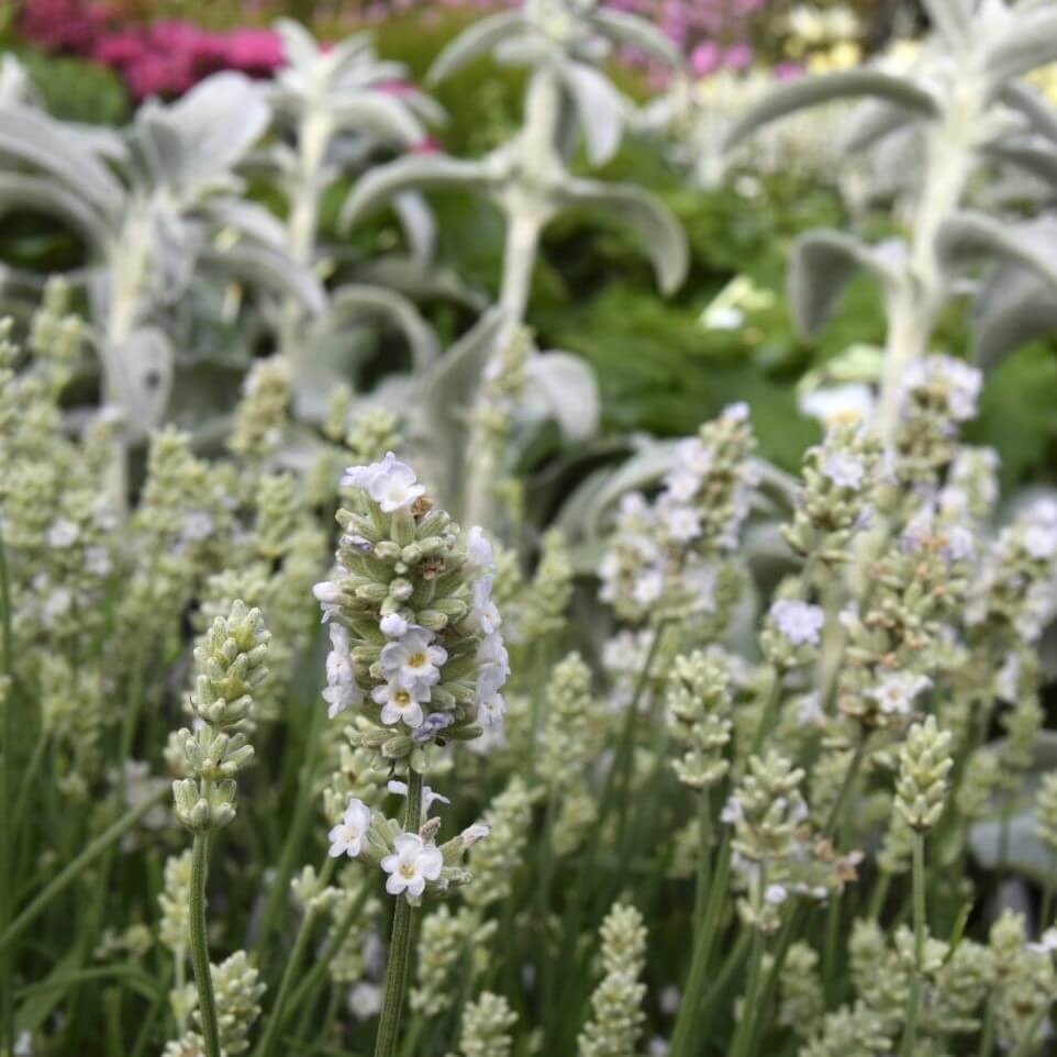 Lavendelplante, LAVANDULA ang. 'Edelweiss', i 10 cm potte.