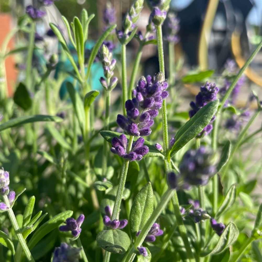 Lavendel Hidcote Blue til haven