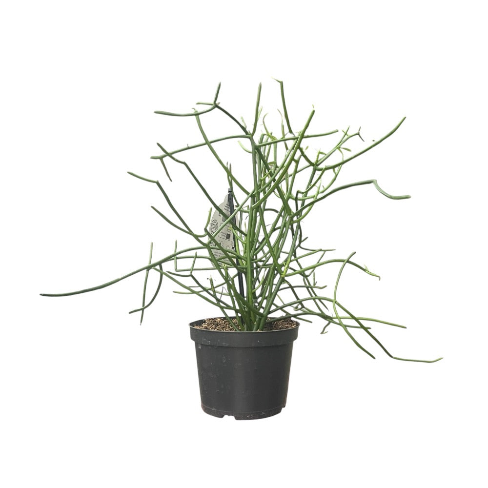 Levende Pind, EUPHORBIA TIRUCALLI i 12 cm. potte