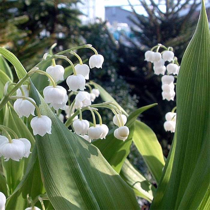 Liljekonval, CONVALLARIA majalis - 10 cm Potte