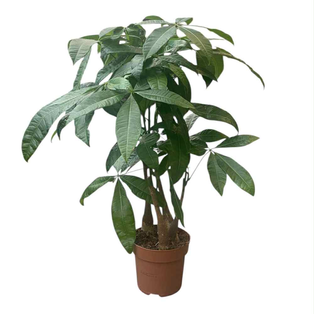 Lykkekastanje, Pachira aquatica i 17 cm potte