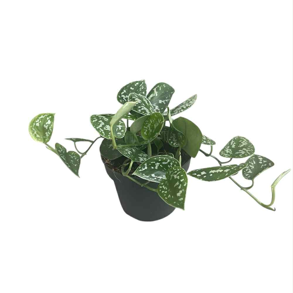 Måneskin, Scindapsus pictus Argyraeus i 12 cm potte