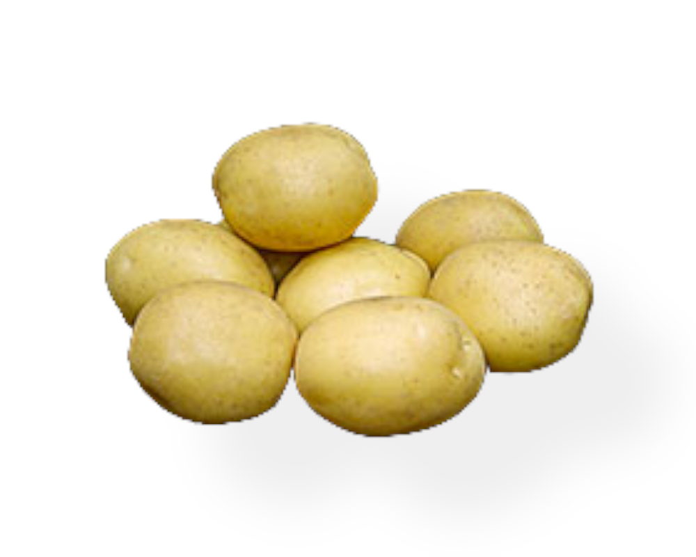 Læggekartoffel Maya 1,5 kg til haveplantning.