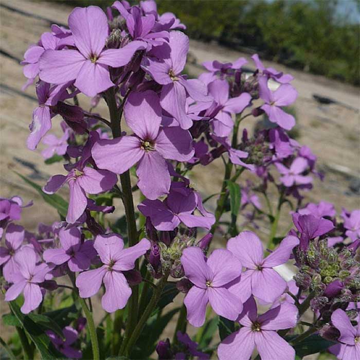 Natviol, HESPERIS matronalis - 1 L Potte