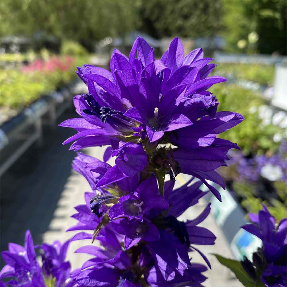 Klokkeblomst, CAMPANULA glomerata ´Superba´ i 1L potte.