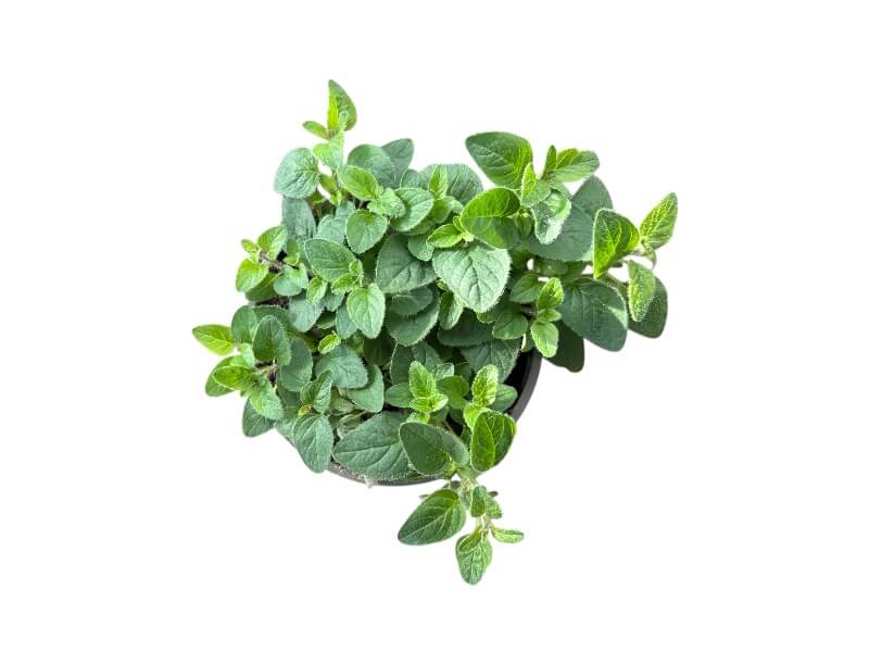 Oregano plante, Origanum vulgare i 12 cm potte.
