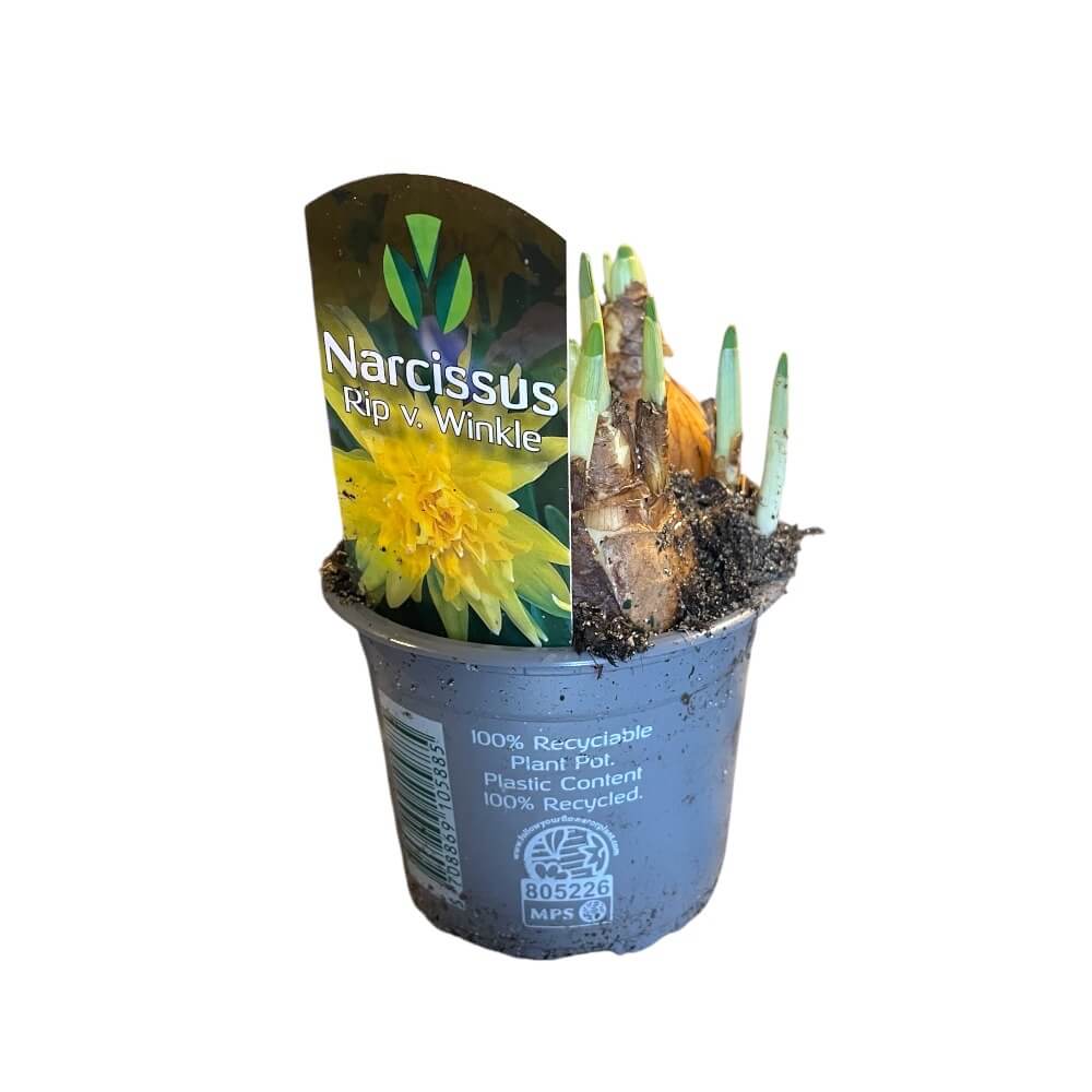 Påskelilje, Narcissus Rip v winklw LØG MIX - 9 CM potte