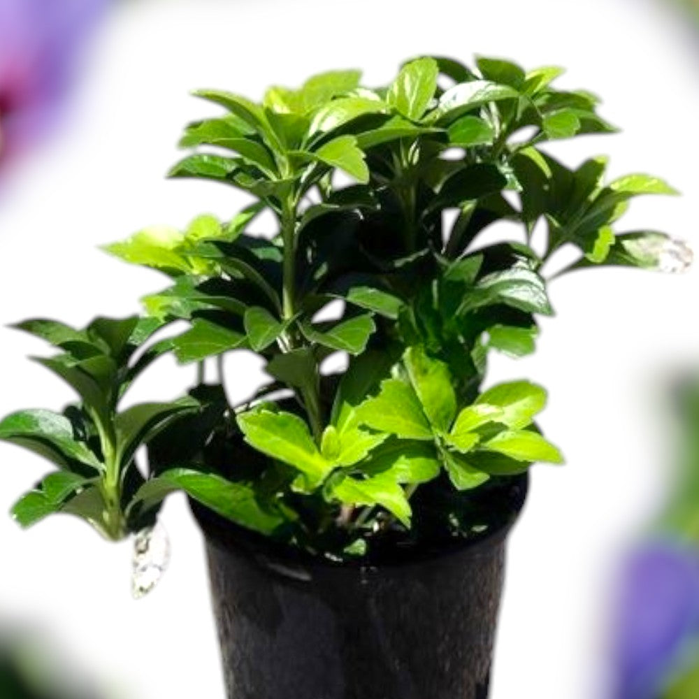 Vinterglans, Pachysandra Terminalis 'Compacta' - kompakt vintergrøn plante.