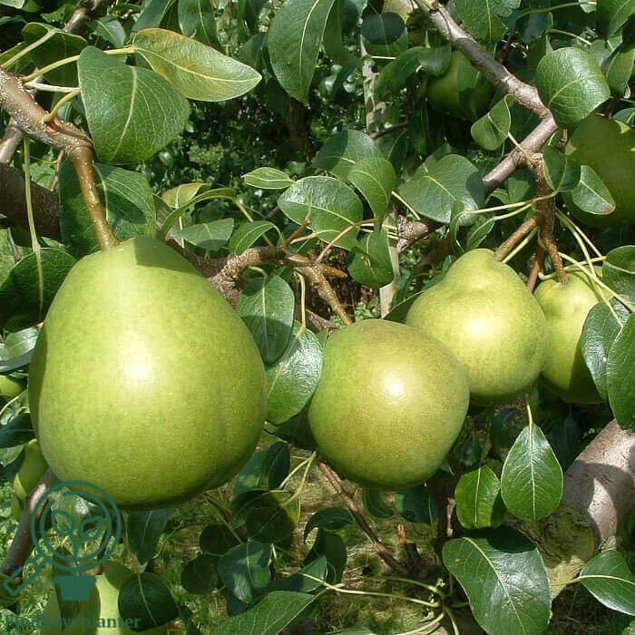 Pæretræ Trio 1 Clara Frijs til haven, Pyrus Communis.