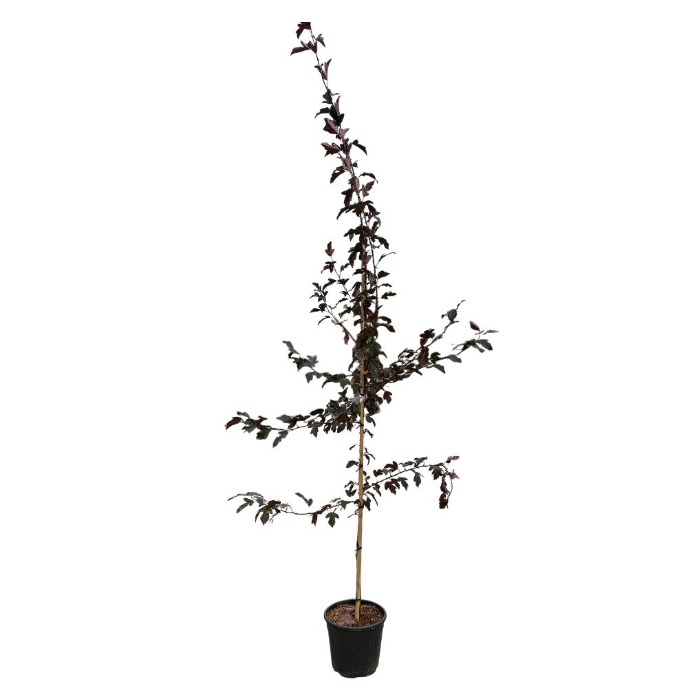 Paradisæble, Malus toringo 'Freja' 175-200 cm stamme 18 cm potte