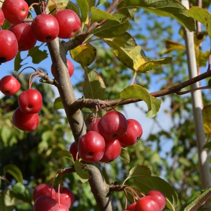 Paradisæble, Malus 'Red Sentinel