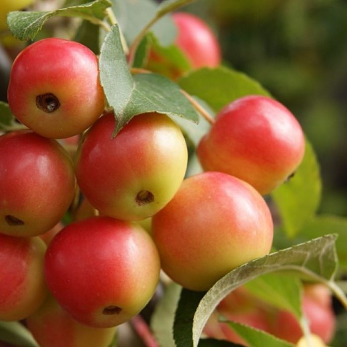 Paradisæble, Malus 'Red Sentinel
