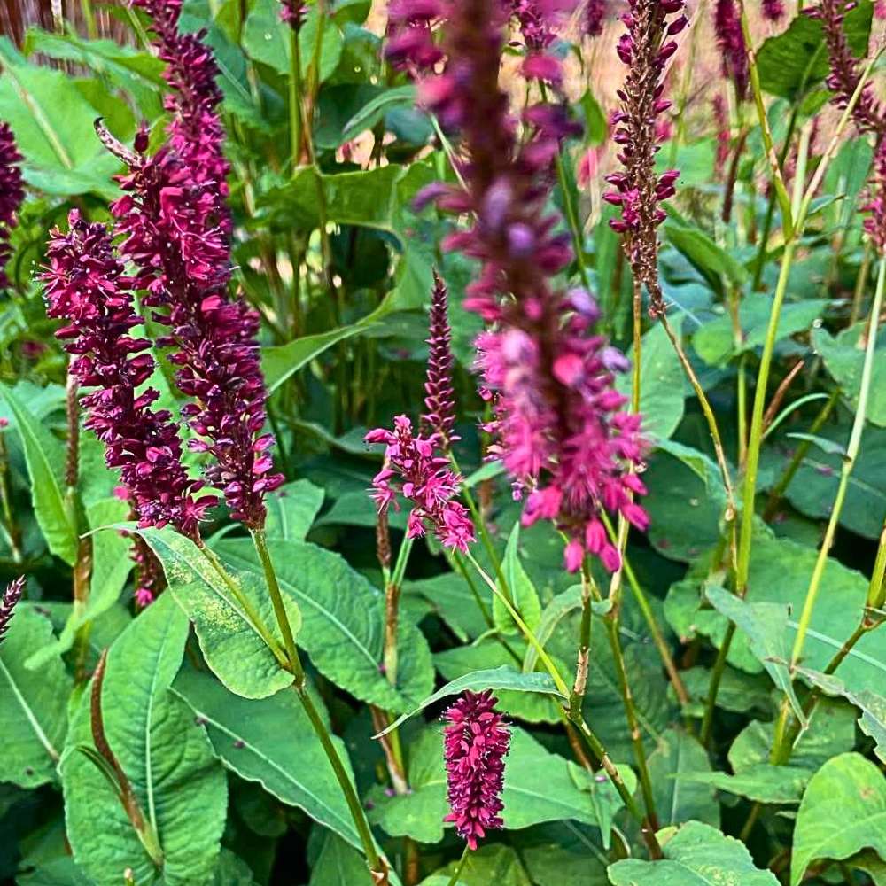 Kertepileurt, PERSICARIA ampl. 'Blackfield'  2 L Potte