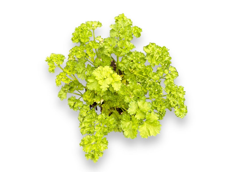 Krus til at plante persille, ideelt til have eller indendørs brug.