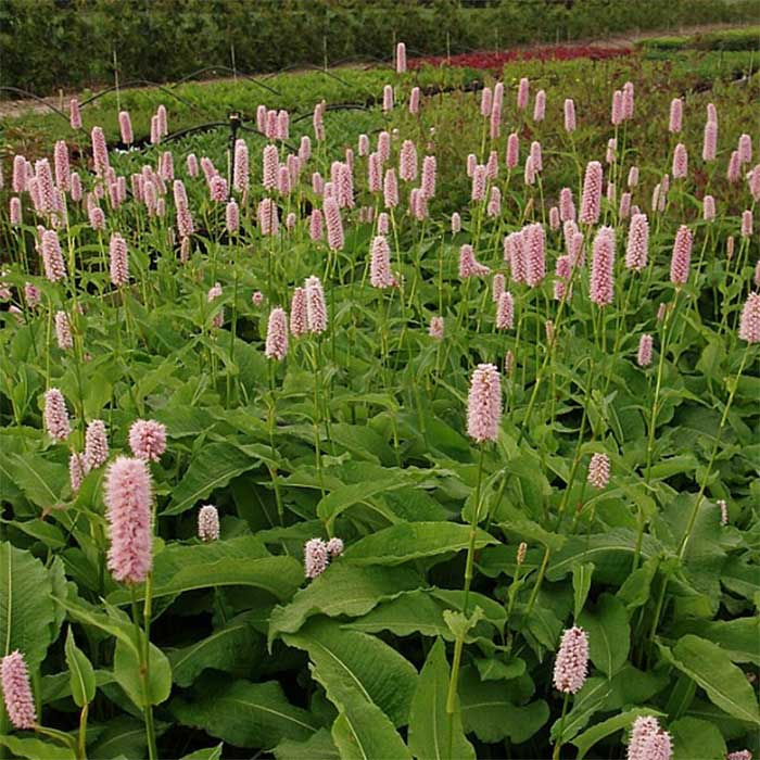 Pileurt, PERSICARIA bistorta Superba - 1 L Potte