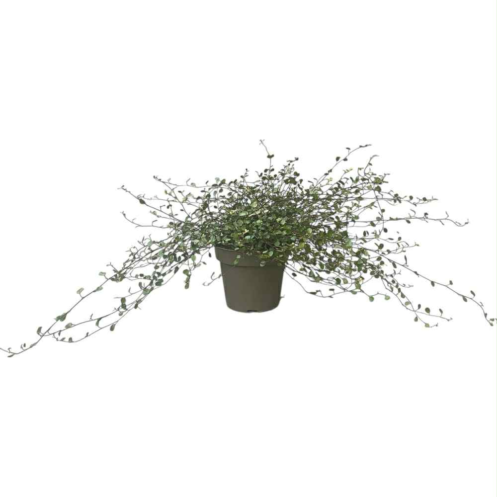 Pletter i luften, Muehlenbeckia complexa Mao'ri i 13 cm potte