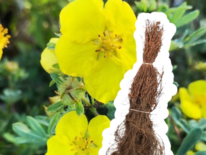 Buskpotentil hækplante POTENTILLA FRUT. 'KOBOLD' 30-50 cm høj.