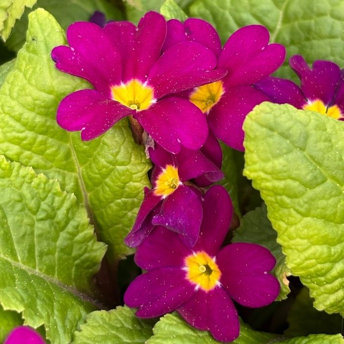 Primula, juliae ´Wanda´