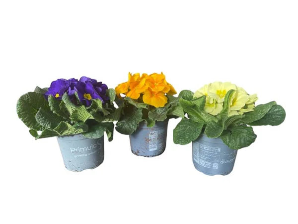 PRIMULA VULGARIS-HYBRID, assorteret farve - 1 stk.