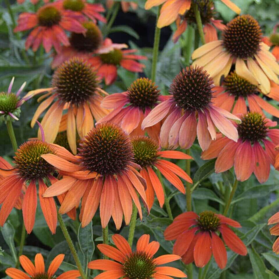 Purpursolhat 'Lakota Orange'®, 1l potte.