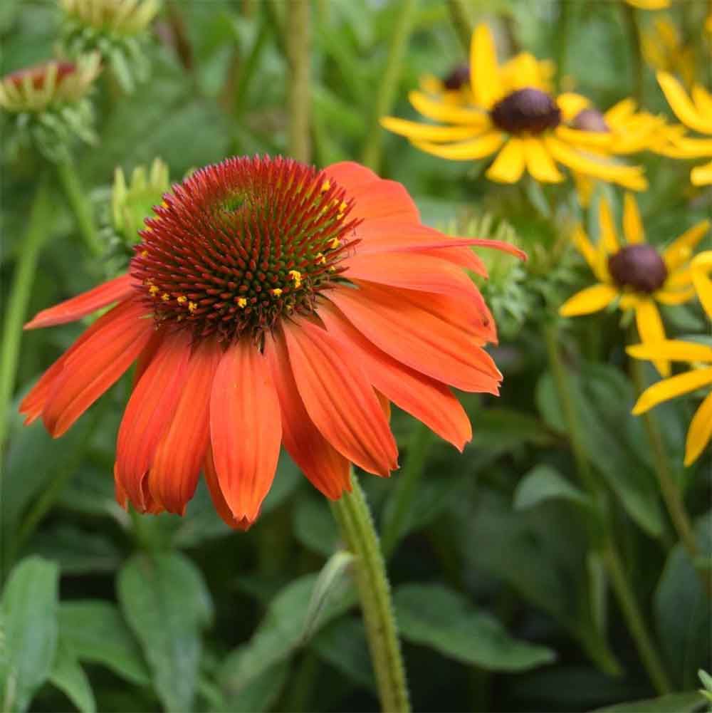 Purpursolhat, ECHINACEA pur. 'Lakota Red' - 1l potte