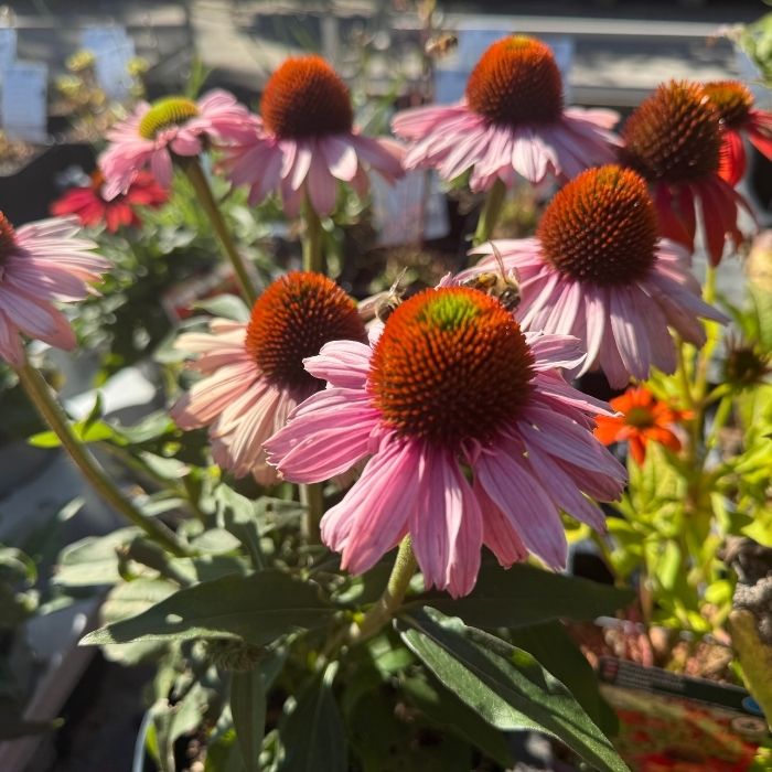 Purpursolhat, ECHINACEA 'SunSeekers Blush' - 1 L potte