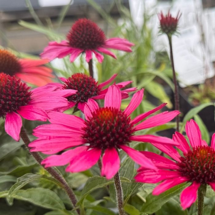 Purpursolhat, Echinacea ´Sensation Pink´ - 13 cm Potte