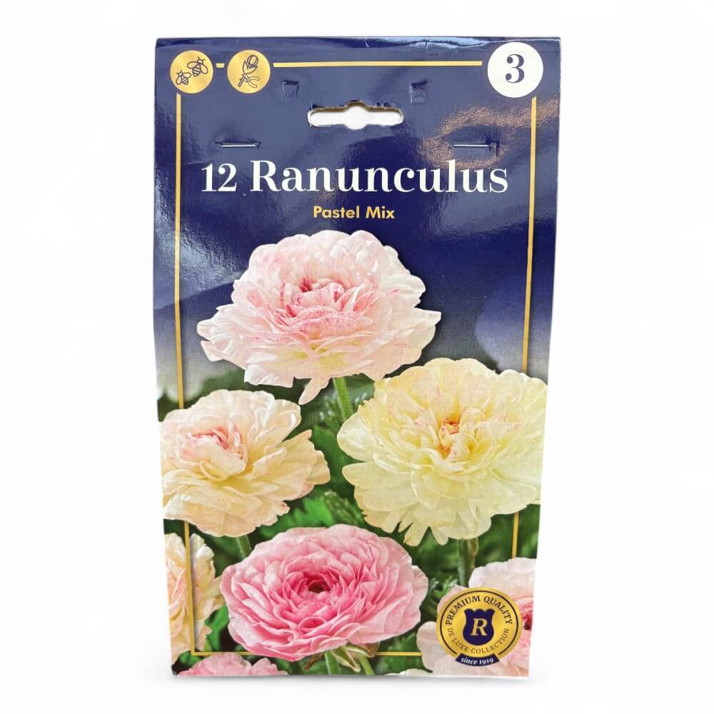 Ranunkel, Ranunculus Pastel Mix 8/+