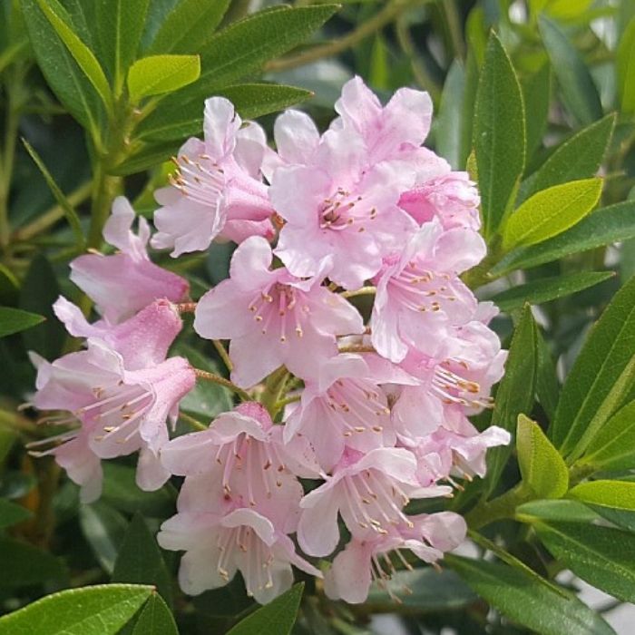 Rhododendron 'Bloombux Pink' - 5L potte