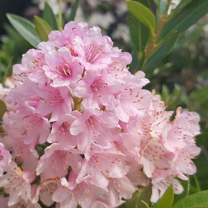 Rhododendron 'Bloombux Pink' - 5L potte