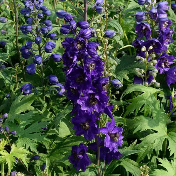 Ridderspore, DELPHINIUM pacific Black Knight i 1 L potte