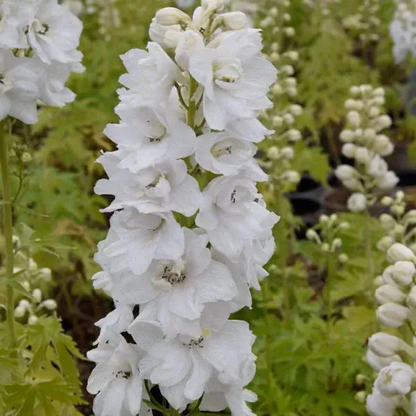 Ridderspore, DELPHINIUM pacific Galahad i 1 L potte