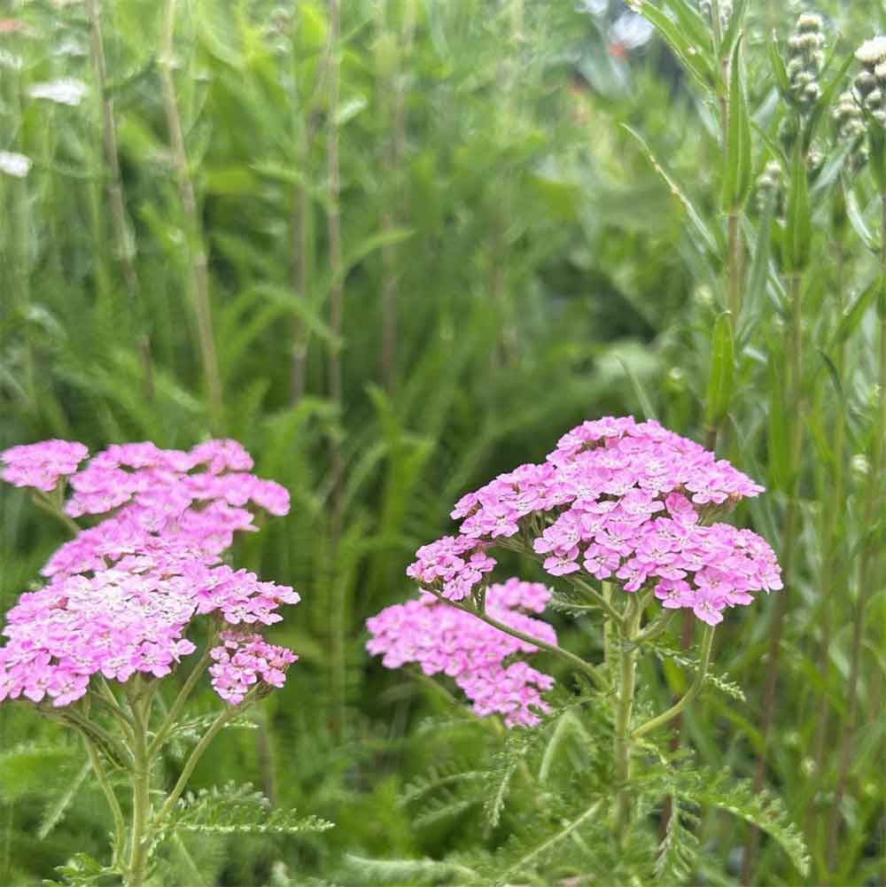 Røllike, ACHILLEA hybr. Wonderful Wampee - 1 L Potte