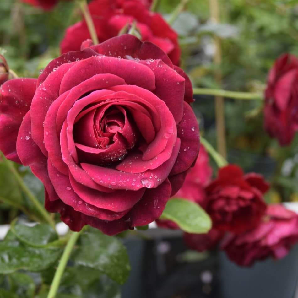 Storblomstrende rose, Rosa 'As Good as it Gets', blomstrende plante.