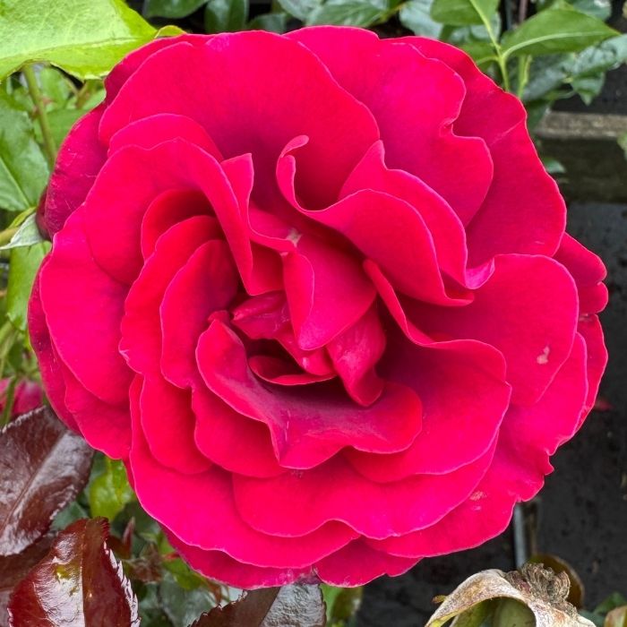 Storblomstrende rose, Rosa 'As Good as it Gets', blomstrende plante.