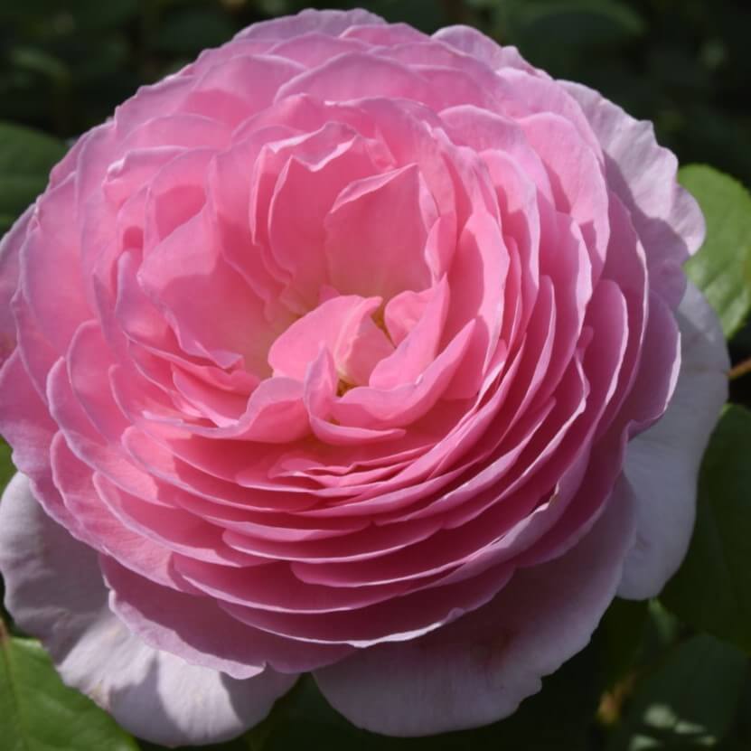 Rose 'The Ancient Mariner' - engelsk rose med fyldte blomster.