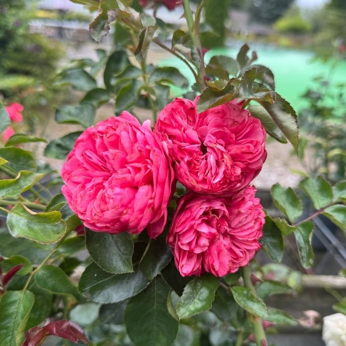 Rose Rosa 'Leonardo Da Vinci' – Klassisk buketrose med pink, fyldte roser og elegant vækst