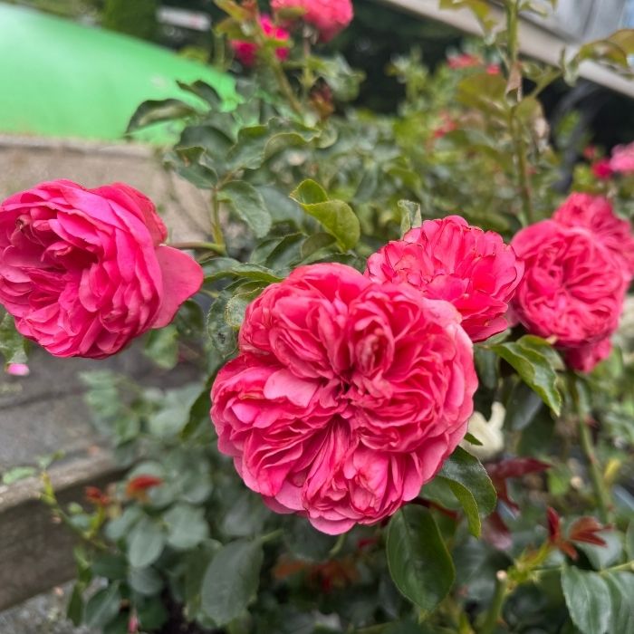 Rose Rosa 'Leonardo Da Vinci' – Klassisk buketrose med pink, fyldte roser og elegant vækst