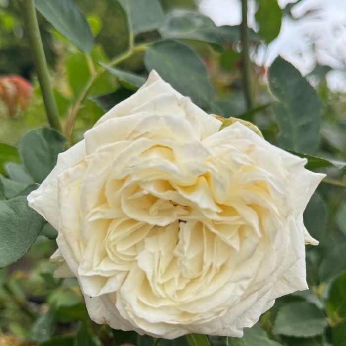 Rose, Rosa 'Claus Dalby' - storblomstrende