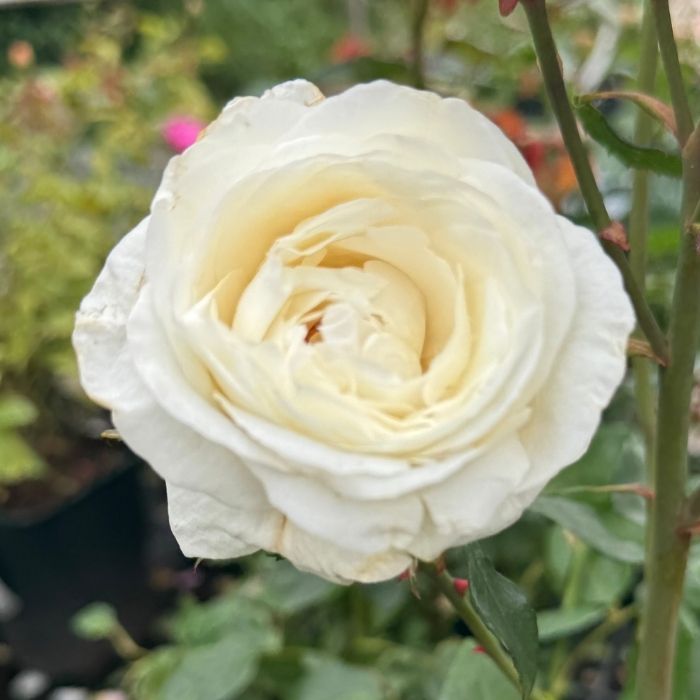 Rose, Rosa 'Claus Dalby' - storblomstrende