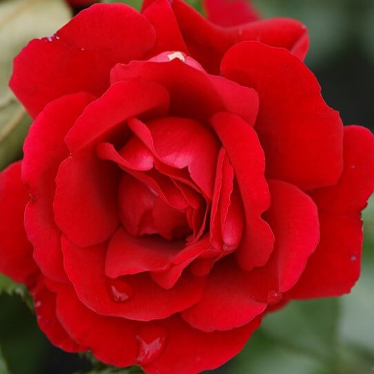 Slyngrose Rosa Ramp Santana - smuk klatreplante til haven.