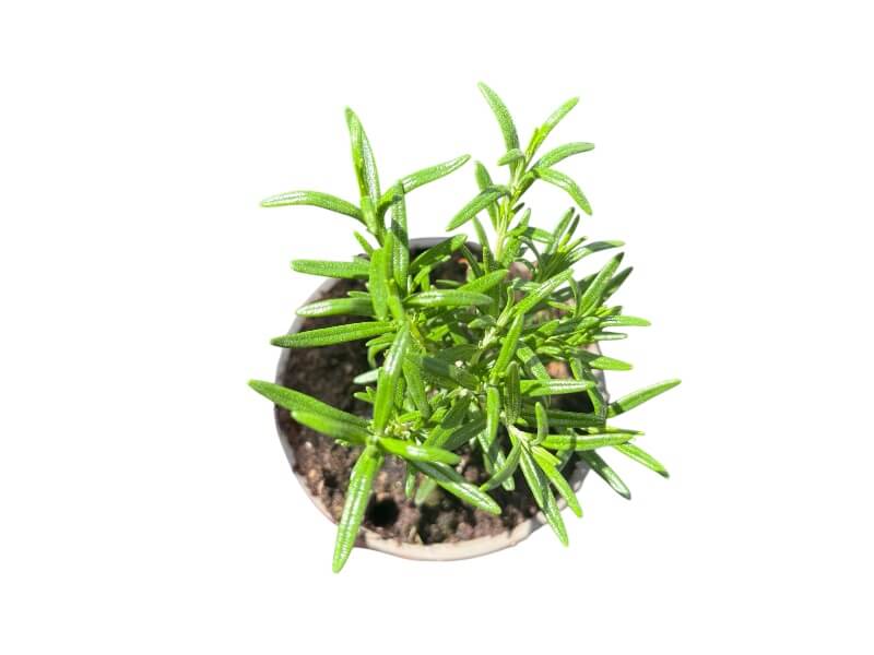 Rosmarinplante - 12 cm potte