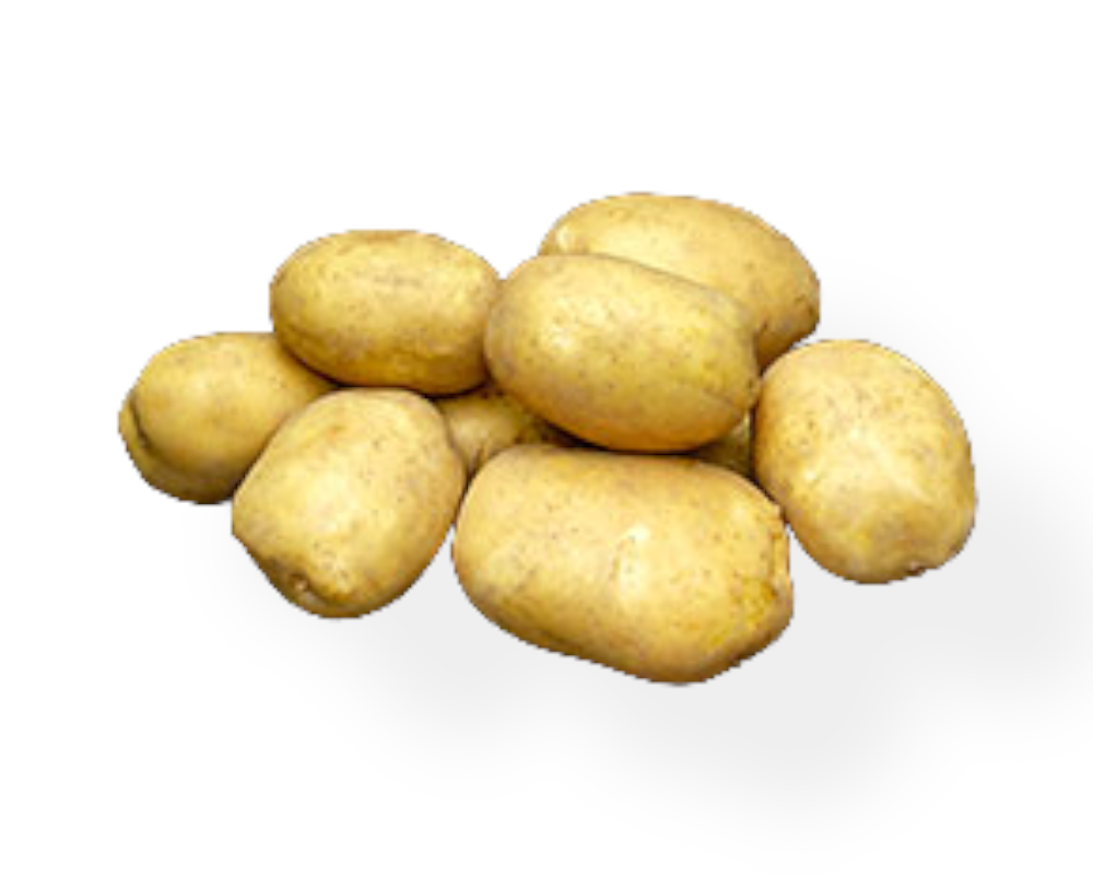 Læggekartoffel Royal 1,5 kg til haven.